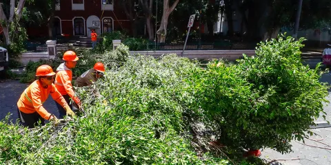 Ayuntamiento de Puebla derriba casi 900 árboles por seguridad durante temporada de lluvias