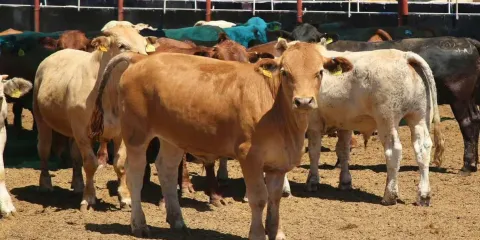 Puebla registra 17 casos de gusano barrenador en ganado; autoridades refuerzan cerco sanitario