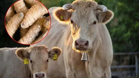 Se propaga el gusano barrenador en Puebla; refuerzan vigilancia zoosanitaria
