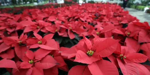 Viveros de Atlixco presentan más de 12 variedades de nochebuenas para Navidad