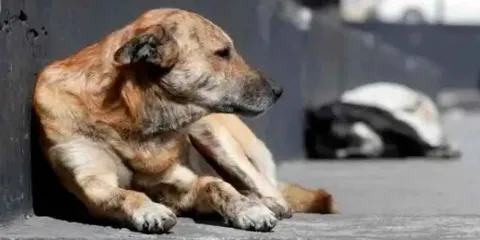 Denuncian maltrato animal en Chignahuapan