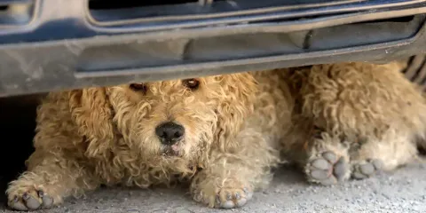 Ecologistas impulsan padrón de agresores de animales en Puebla