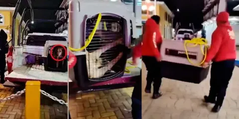Los perros están felices y con atención, respondió el edil de Chignahuapan