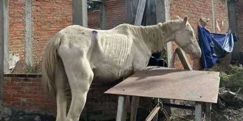 Caballo agoniza en Atlixco; Cuacolandia denuncia abandono y exige rescate inmediato
