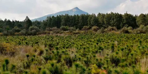   La secretaría de Medio Ambiente y Recursos Naturales autorizó al gobierno de Puebla la edificación del Ecoparque Tlalli-Malinche.  El comisionado nacional de Áreas Naturales Protegidas, Pedro Álvarez Icaza, explicó que para autorizar el Ecoparque, el proyecto tuvo que tener cambios y cumplir con tres puntos: actividades que permitan a las familias aprovechar el parque natural; programa de restauración y reforestación; y ecoturismo.  El Tlalli-Malinche impulsará el ecoturismo como el senderismo, ciclismo d