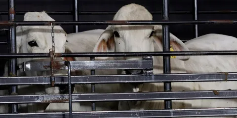 Puebla invierte más de 20 millones para frenar el gusano barrenador y proteger su producción ganadera