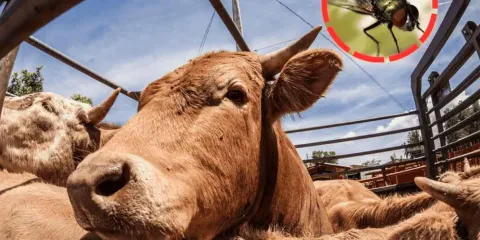 México amplía alerta nacional por gusano barrenador