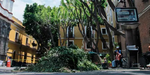 En tiempo récord se han mejorado casi 14 mil árboles en la ciudad