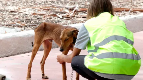 Protectoras de Animales de Texmelucan, llaman a evitar comprar mascotas