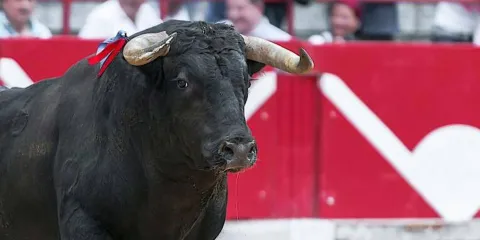 San Andrés Cholula y Tlachichuca prohíben actividades con crueldad animal en fiestas patronales