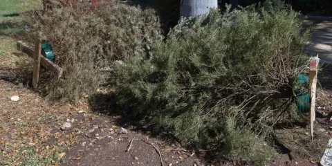 Africam Safari lanza campaña Verde Navidad para recolectar pinos naturales en Atlixco