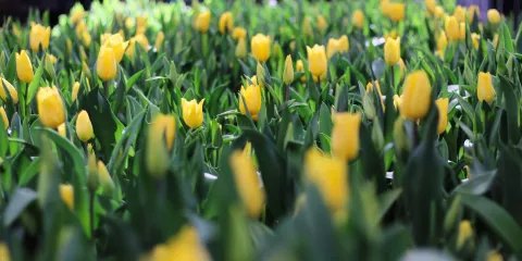 Atlixco fortalece su vocación florícola con la producción de tulipanes