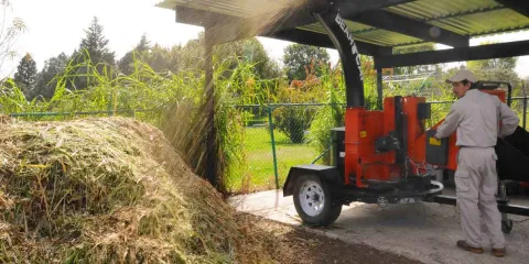 Colecta BUAP árboles de Navidad para elaboración de composta