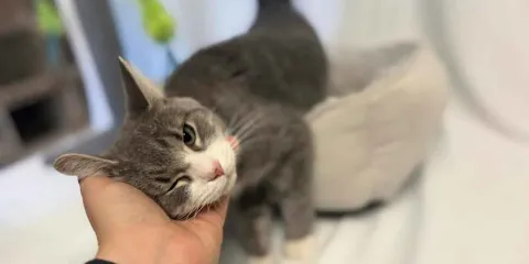 Alcaldes deben frenar compra impulsiva de mascotas en Día de Reyes: Kathya Sánchez
