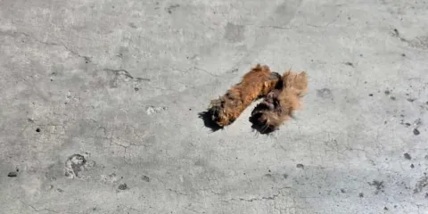Descuartizan a perro y tiras sus patas en una colonia de Texmelucan 