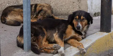 Aumenta abandono de perros en Ciudad Serdán y crece el riesgo para la población
