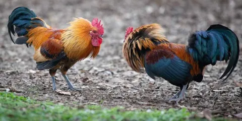 Asesinan a joven durante pelea de gallos en Chietla