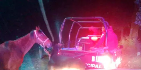 Recuperan dos caballos robados tras persecución en la región de Texmelucan