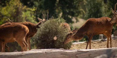 Campaña Verde Navidad 2025 concluye con éxito en Puebla junto a Africam Safari