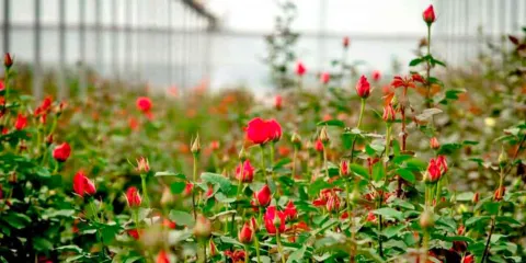 Productores prenden fogatas para proteger la producción rosas de las heladas