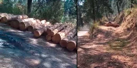 Descubren tala clandestina en Tlahuapan 