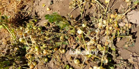 Frente frío 37 deja afectaciones en cultivos de San Lorenzo Chiautzingo