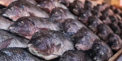 Ventas de pescados y mariscos en Puebla caen hasta 30% en la 16 Poniente