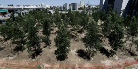 CABLEBÚS. Tras protesta ambientalista, arrancó la reforestación por daños al arbolado 