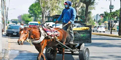 Texmelucan retirará caballos de recolección de basura entre marzo y abril