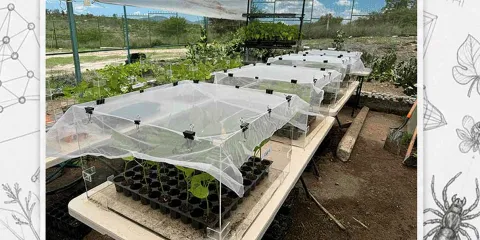 Científicos BUAP aplican física cuántica para crear agricultura sostenible y combatir plagas sin químicos
