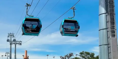 PAN alerta sobre árboles centenarios en peligro por el Cablebús