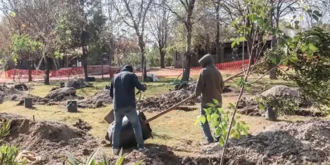 PRI asegura que seguirá defendiendo árboles afectados por el Cablebús
