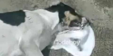 Envenenan a más perros en Texmelucan 