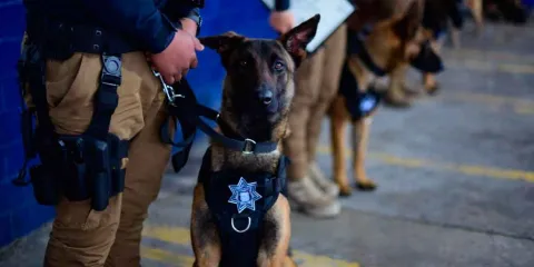 Se suma la Unidad Canina K9 para revisar entrada de las escuelas 