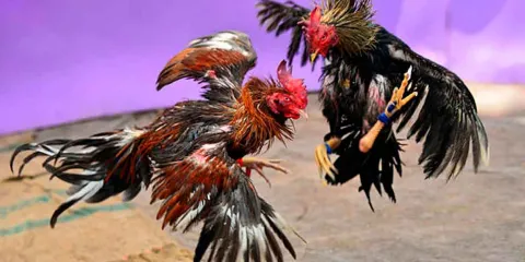 Prohíben peleas de gallos y jaripeo en festejos del Mercado 5 de Mayo en Puebla