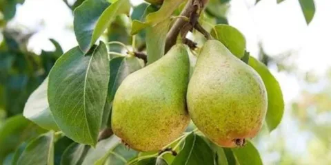 Pera, turismo y cultura: Tochimilco vive su feria agrícola más importante