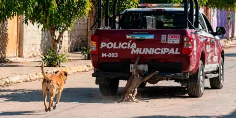 Ecologistas exigen castigo por crueldad animal en Xochiltepec