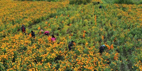 Puebla duplica presupuesto al campo 2026: Atlixco lidera producción agrícola
