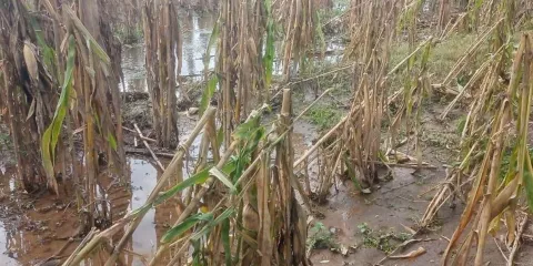Se reportan daños por lluvias en Puebla, Atlixco y Tecamachalco