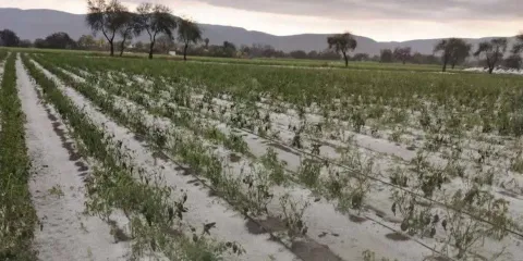 Fuertes granizadas provocan daños en cultivos de Magdalena Cuayucatepec