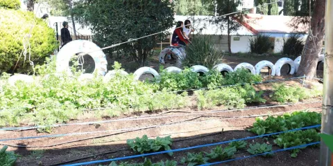 Puebla lanza jornada ambiental en escuelas con huertos escolares