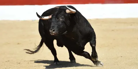 PVEM busca prohibir la tauromaquia en Puebla