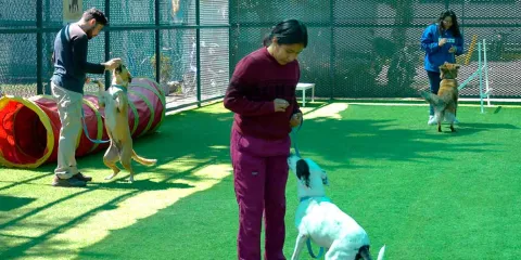 Reconocen a CAETO por promover el bienestar animal y la tenencia responsable en Puebla