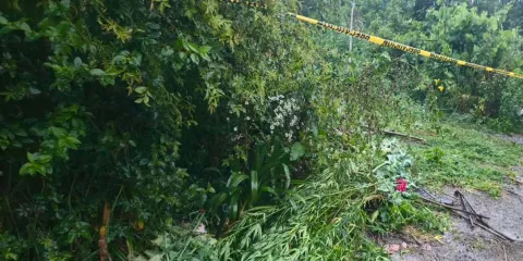 Van dos predios con amapola y marihuana en Atempan en menos de un mes