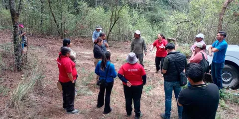 Vigilancia permanente en La Malinche controla la presencia del insecto descortezador
