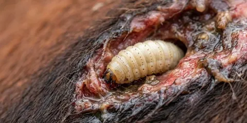 500 casos de gusano barrenador en Puebla en ganado y mascotas