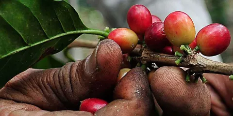 Puebla controla roya del café; afectación se mantiene estable en 11%
