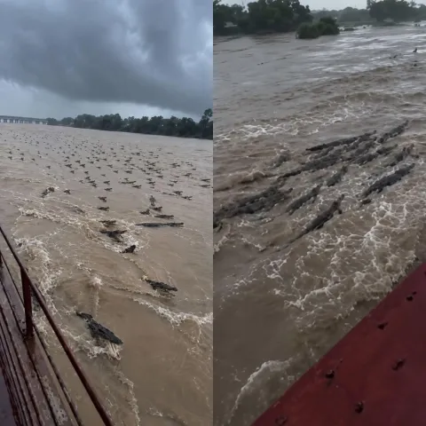 Inundaciones en la India provocan que más de 400 cocodrilos anden en las calles