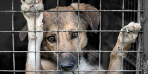 Puebla, Amozoc, San Pedro y San Andrés Cholula donde más maltrato animal hay
