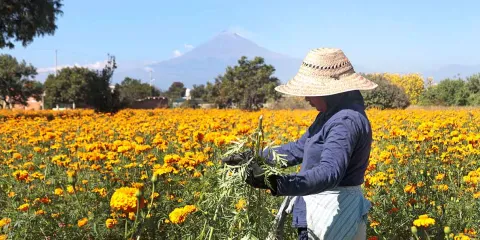 Atlixco prepara más de 180 hectáreas de flores para Día de Muertos
